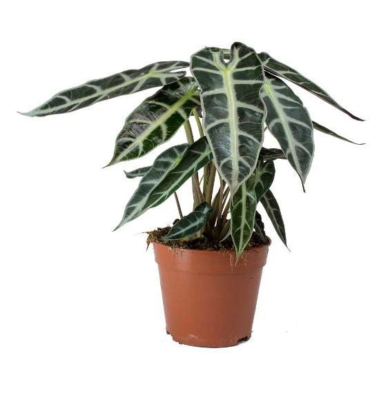 Introducing Alocasia Lukiwan: A Unique Addition to Your Collection 