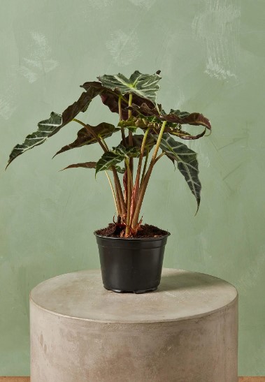 What Kind of Soil Does Alocasia Polly Need? Expert Tips for Optimal Growth 