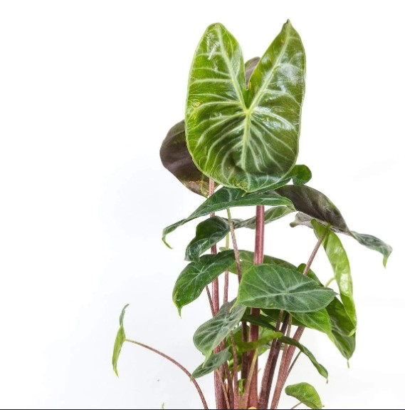 Philodendron vs. Alocasia: Understanding the Similarities and Differences 