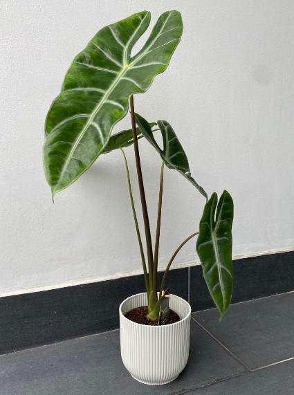 Planting Alocasia: A Step-by-Step Guide for Beginners 