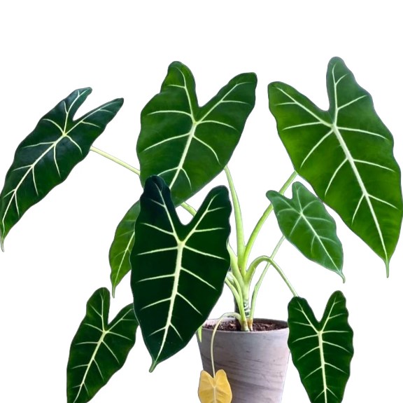 Alocasia Lumiere: A Guide to Caring for This Striking Variety