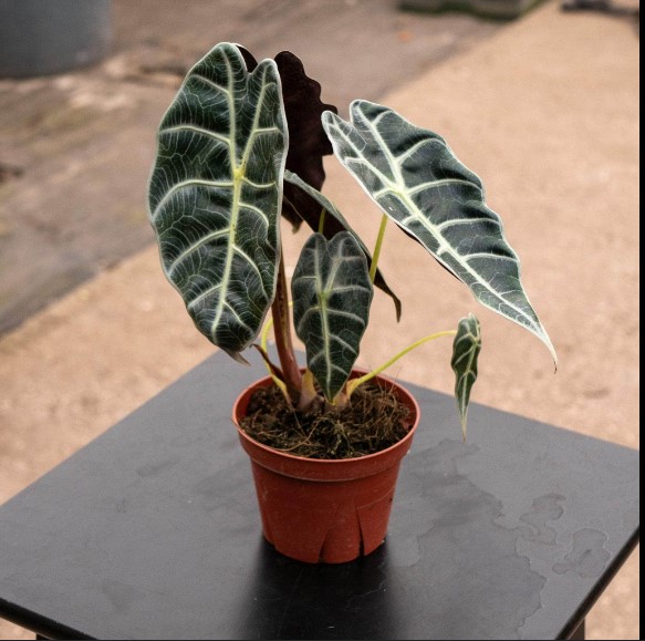 Alocasia Maharani Grey Dragon Care: Keeping Your Plant Healthy 