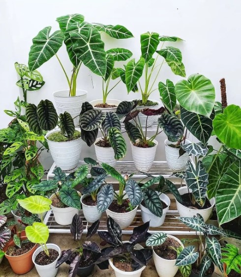 Why Is My Alocasia Polly Drooping? Plant Github Owner Tips for Troubleshooting