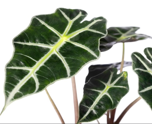 Alocasia Tigrina Variegated: An Exotic Treasure for Your Plant Collection 